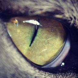 TheGlaring Profile Picture