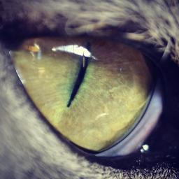 STRAYS - Book ONE of The Glaring Chronicles @TheGlaring - by Award Winning Author - Matthew Krause / Author Assistant - @Greg_Yoder / Marketing - @Jordan__Dean