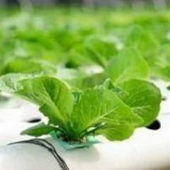 We sell discount hydroponics supplies, you pay no tax and get fast shipping. Established in 2001. Our website is closed but out blog is open