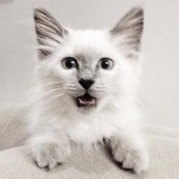 Snowden is a brave little kitten who told the world about PRISM. A ting the US governments use to spy on you wen u use the internets :(