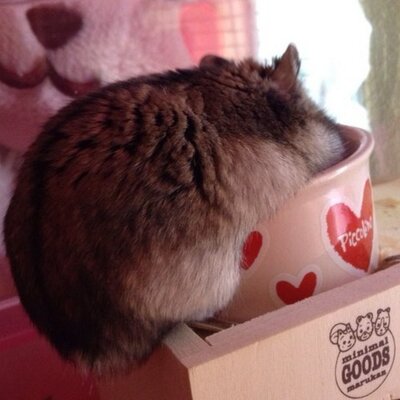 まやさん