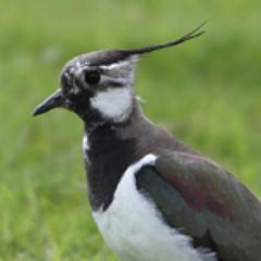 A virtual Group supporting ringing in your historic County for @__COO. Conserving species and their habitat through scientific study.
