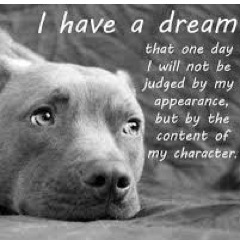 http://t.co/wGHyKrX0dP Jack Russel http://t.co/lLwLPv2DO3
#trainmydog #dogs #dogtraining #trainyourdog