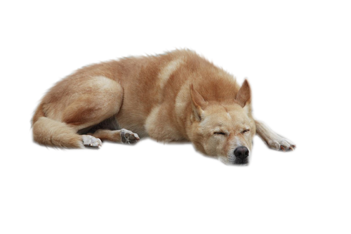 dominikaleoni98's profile picture. 