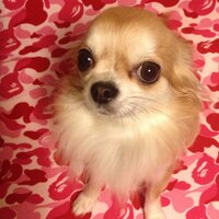 lily (@lily_a_lily_h) 's Twitter Profile