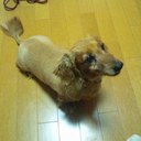 中村駿介 (@091809240730) Twitter