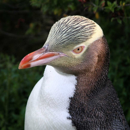 唐揚げ大好き！！！ちなみに、俺も絶滅危惧種なんだ！　/　PENGUIN-BATTLE NOW　［リプライで反応］