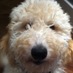 Fred Dyck (@dyckfred) Twitter profile photo Fred Dyck (@dyckfred) Twitter profile photo