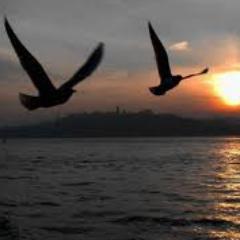 NYilmazzz's profile picture. 