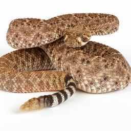 101MainStreet's profile picture. American. Constitutionalist.