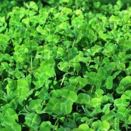 Smartfarmitalia's profile picture. Smartfarm, l'eccellenza dell'agricoltura italiana! Associazione di http://t.co/zmKMZstGK1