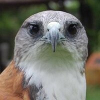 Raul Herrera (@culebrarh) 's Twitter Profile Photo