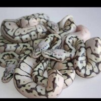 ball python morphs (@cassiopeia101) 's Twitter Profile