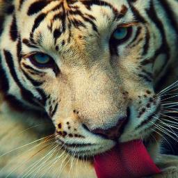 me segue. MIAUU