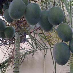 suplidora ismael  somos expertos en frutas y vegetales. tenemos la mejor relación calidad-precio
