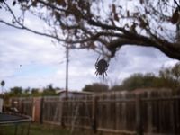 bobacheeeeWebse's profile picture. Hines hoes with double cheeseburger dreams!! I will ROAST that azz...might wanna Swerve