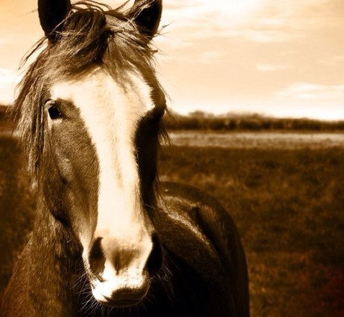 This business brings horses comfort and relief from muscle and joint pain by using massage, to tone muscle and increase blood flow for maximum performance.