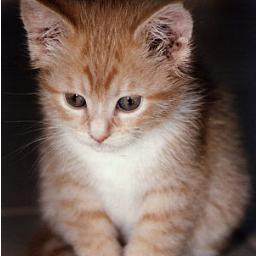 ( All Cat Are Beautiful )