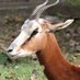 Gazelle Gamer (@gazellegamer) Twitter profile photo