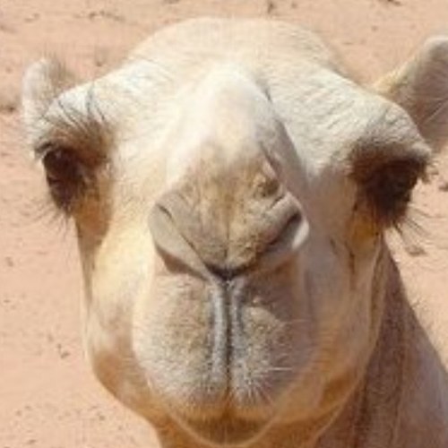 Just a camel twerking it out