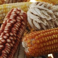 Seeds of Discovery (@seedsofdiscover) 's Twitter Profile