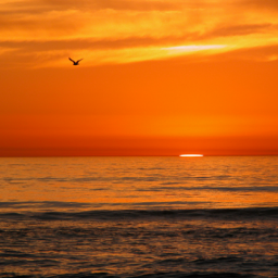 OceanShorescom's profile picture. http://t.co/TWoteZVIEH is the center of everything at the beach. Lodging, activities, shopping and more. Please follow us.