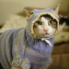 Some people just need a snarky cat lady in their life. So follow me. #catladylife #cats