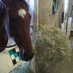 LeonardPowellRacing (@chevauxrapides) Twitter profile photo LeonardPowellRacing (@chevauxrapides) Twitter profile photo