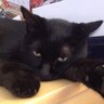 3210_96's profile picture. くまです。 東京の片隅に住みついているS58年生まれのへなちょこプログラマー。 猫大好きー。もふるのサイコー。