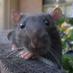 Rat (@ThoughtfulRat) Twitter profile photo