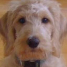 bark bark bark
@barkaeologist.bsky.social