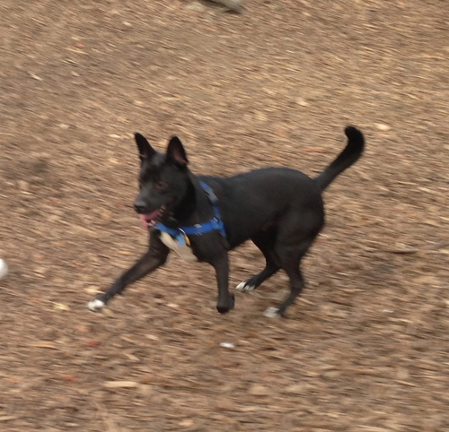 The official Twitter of Kimu's Care. Help save the life of Kimu, a #dog that provides therapeutic assistance to a combat #veteran coping with #PTSD