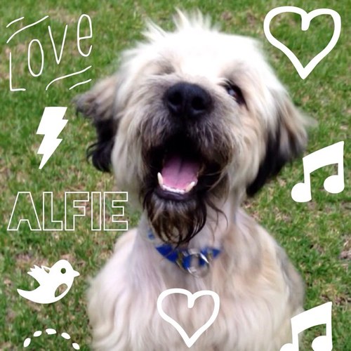 Soy Alfie! un Pastor Catalán, orgullosamente ADOPTADO y estoy muy feliz en mi nuevo hogar!!! Me encanta estar al día de todo el mundo perruno!!! Woof!!