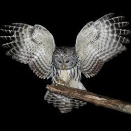 @katythenightowl