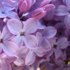 The weak can never forgive. Forgiveness is the attribute of the strong.-Mahatma Gandhi