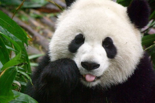 I love pandas!!