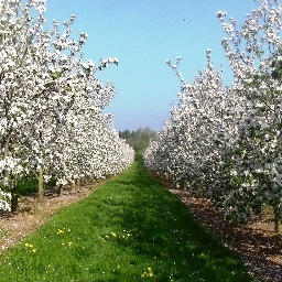 The Orchard Network of Excellence - improving Britain's orchards through knowledge share for commercial cider & perry growers supported by NACM (formerly HONE)