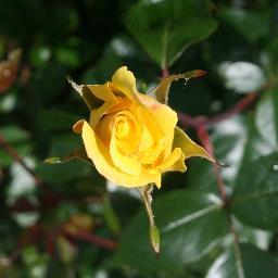 Mirfotografie's profile picture. The beauty of nature caught in a moment.