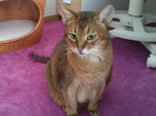 Konbudesuzo's profile picture. 