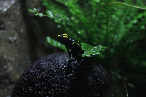 Home Breeder of Quality Hand Raised Poison Dart Frogs From Around the Globe!, We also design and build custom Terrariums out of Exo Terra Terrariums.