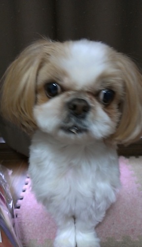 cobit_su's profile picture. 