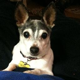 I'm the Chief Canine Officer & Metro 1 Courier’s very own expert of all things you need to know about delivery & logistics.