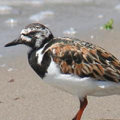 A virtual Group supporting ringing in your historic County for @__COO. Conserving species and their habitat through scientific study.