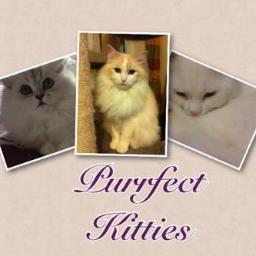 The Twitter page of Bobby, Jessica and Charlie....my Purrfect Kitties...We are also on Youtube!