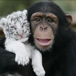 Lovely & Beautiful Animal Friendships!