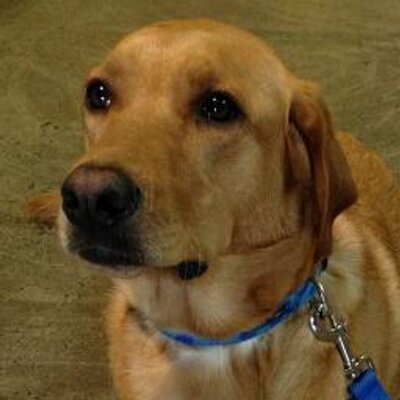 puppy jake foundation puppyjake foundation puppy jake puppy jake foundation puppyjake foundation puppy jake