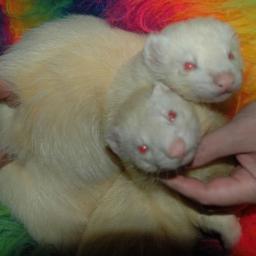 Would be next best seller, enjoying finding frugal ways of cooking and living. Loving the spring and autumn seasons for inspiring nature. Writing ✍️ Ferrets