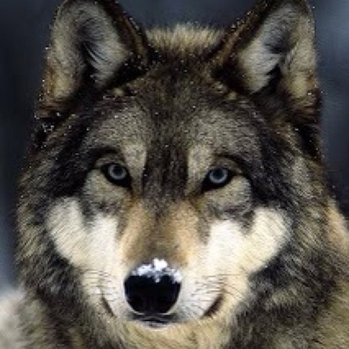 savethewolves22's profile picture. Let them be born 
Let them play 
But most of all let them run FREE!!!!