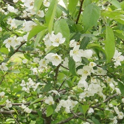 ときどきおもいついたときに高原にでかけます ♫ その高原の野原の草や花や景色 ♫ みたままに書きとめてみようかとおもいます。♬