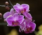 Orchid_Shop94 Profile Picture